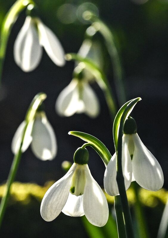 Russia Environment Snowdrops