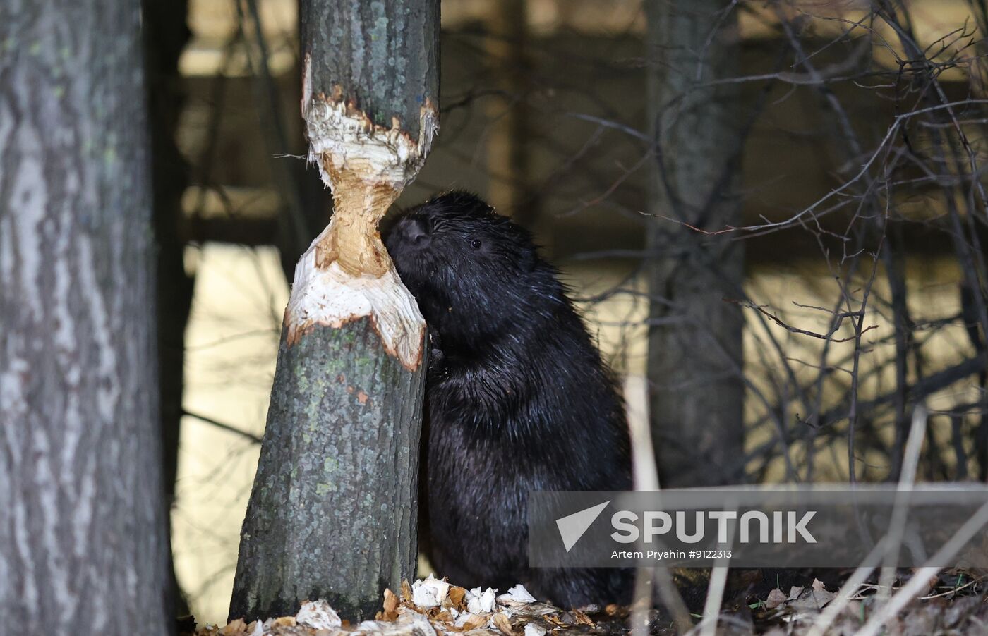 Russia Environment Beaver