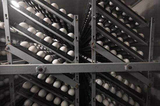 Russia Economy Egg Prices