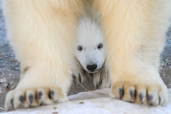Russia Zoo