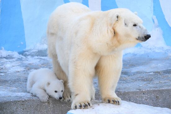 Russia Zoo