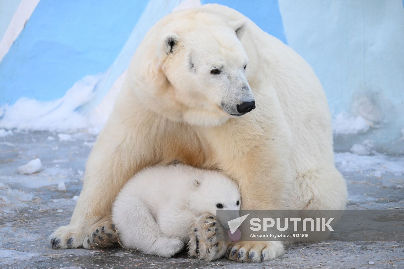 Russia Zoo