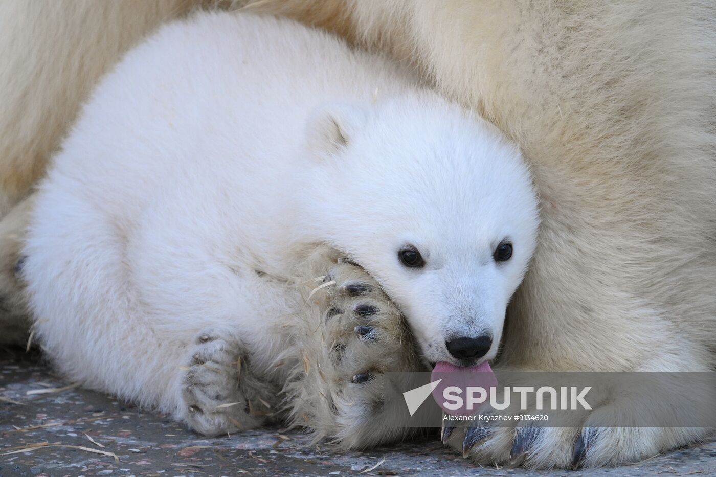 Russia Zoo