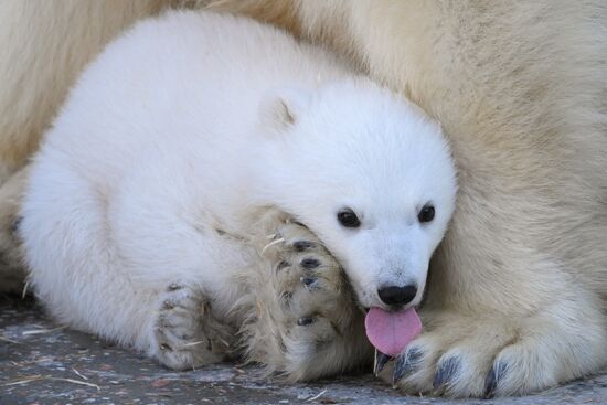 Russia Zoo