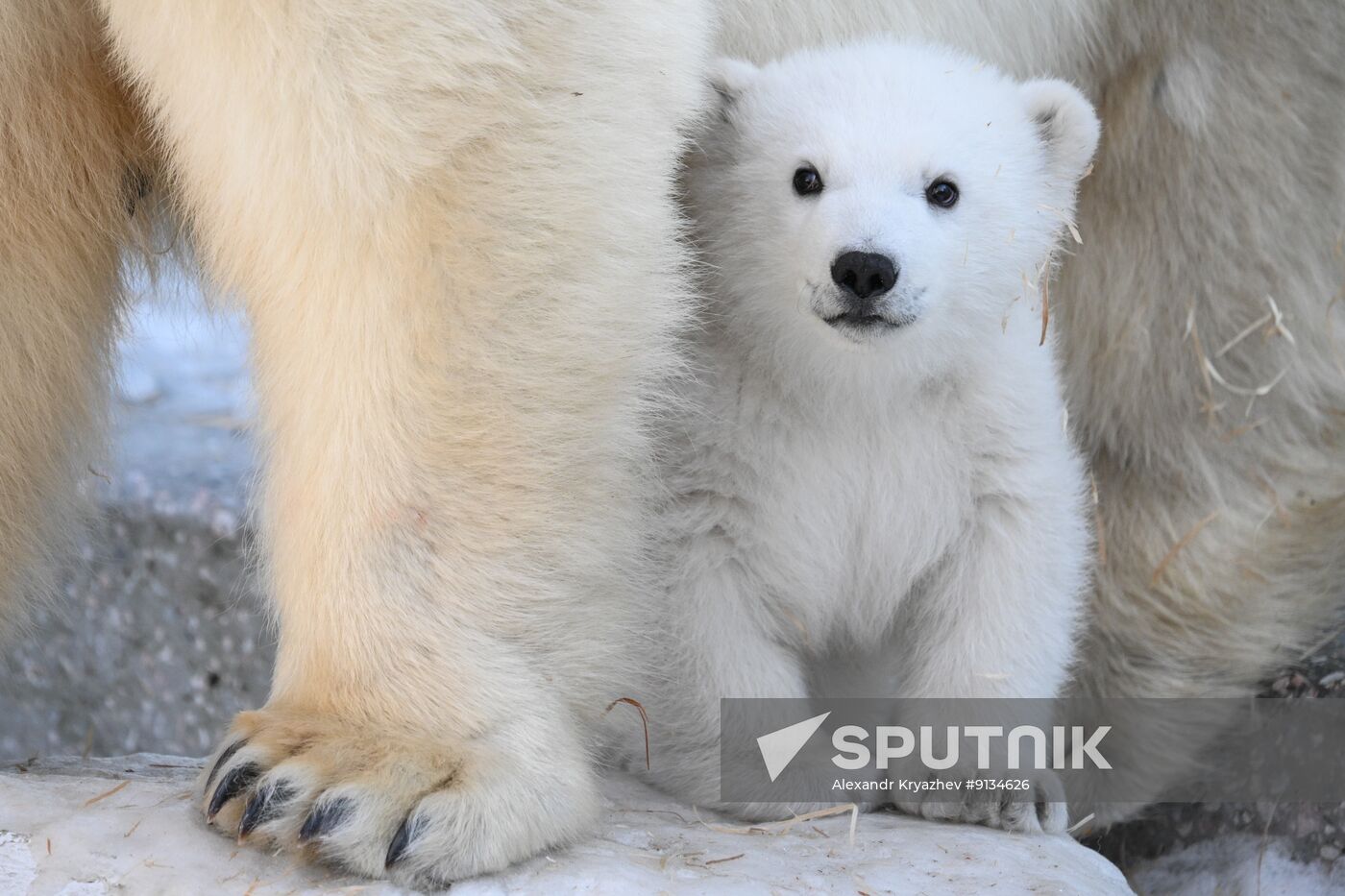 Russia Zoo