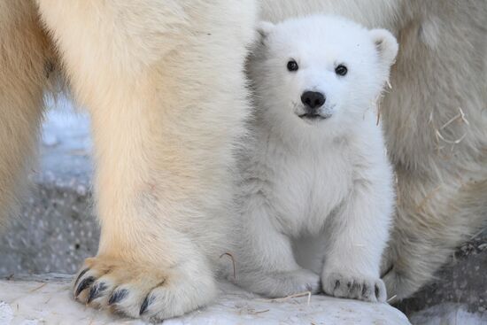Russia Zoo