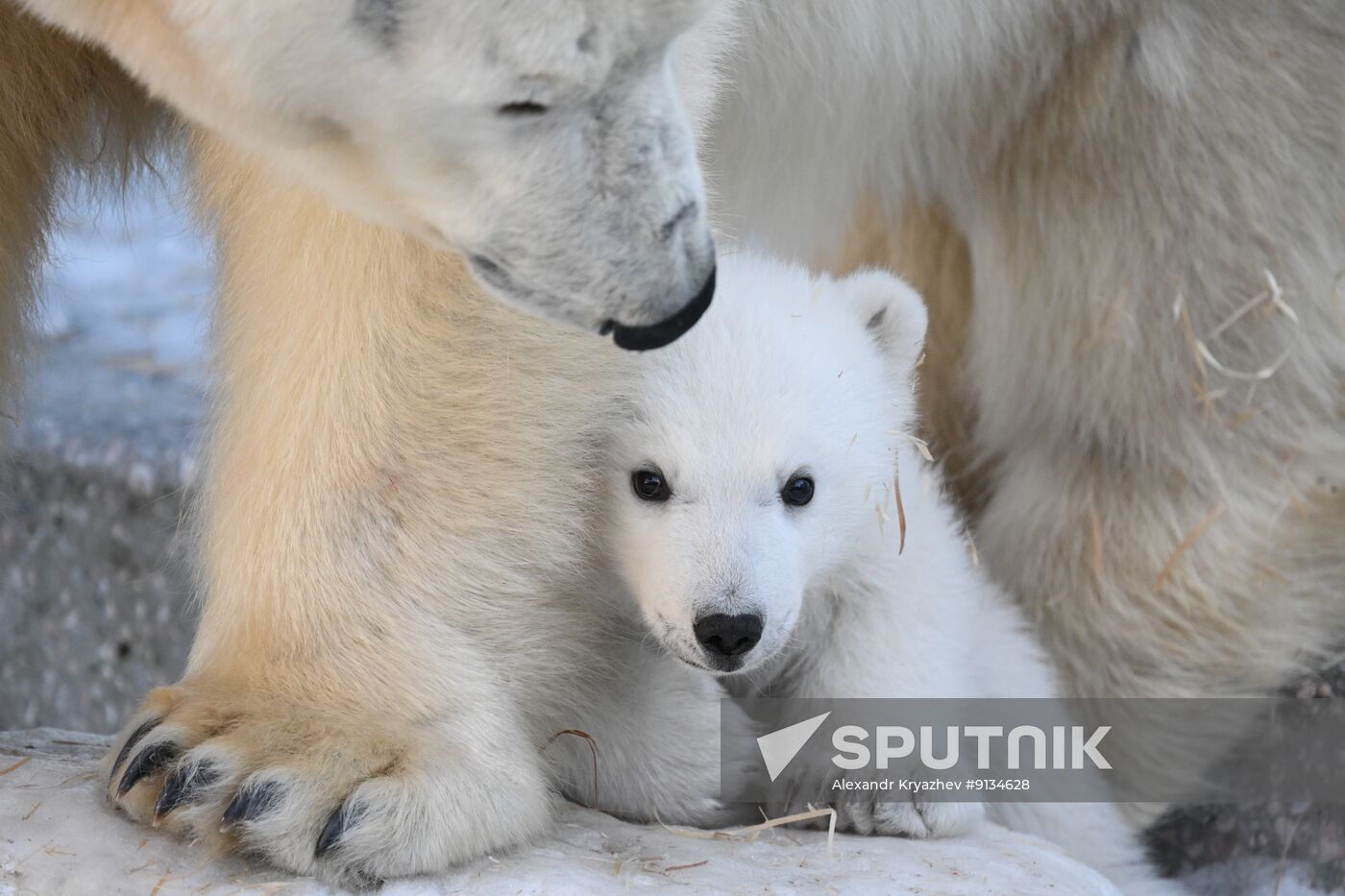 Russia Zoo