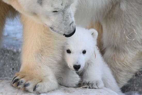 Russia Zoo