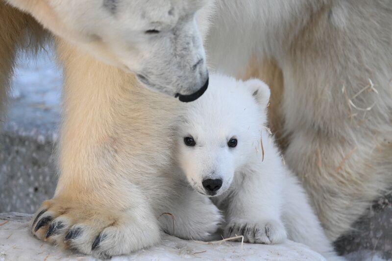 Baby animals in zoos