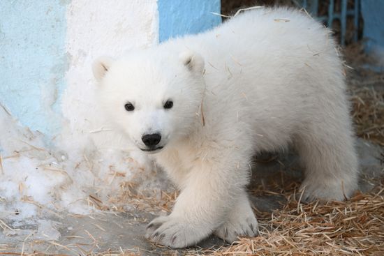Russia Zoo