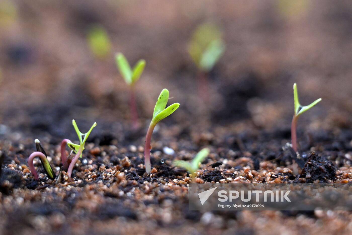 Russia Flower Growing