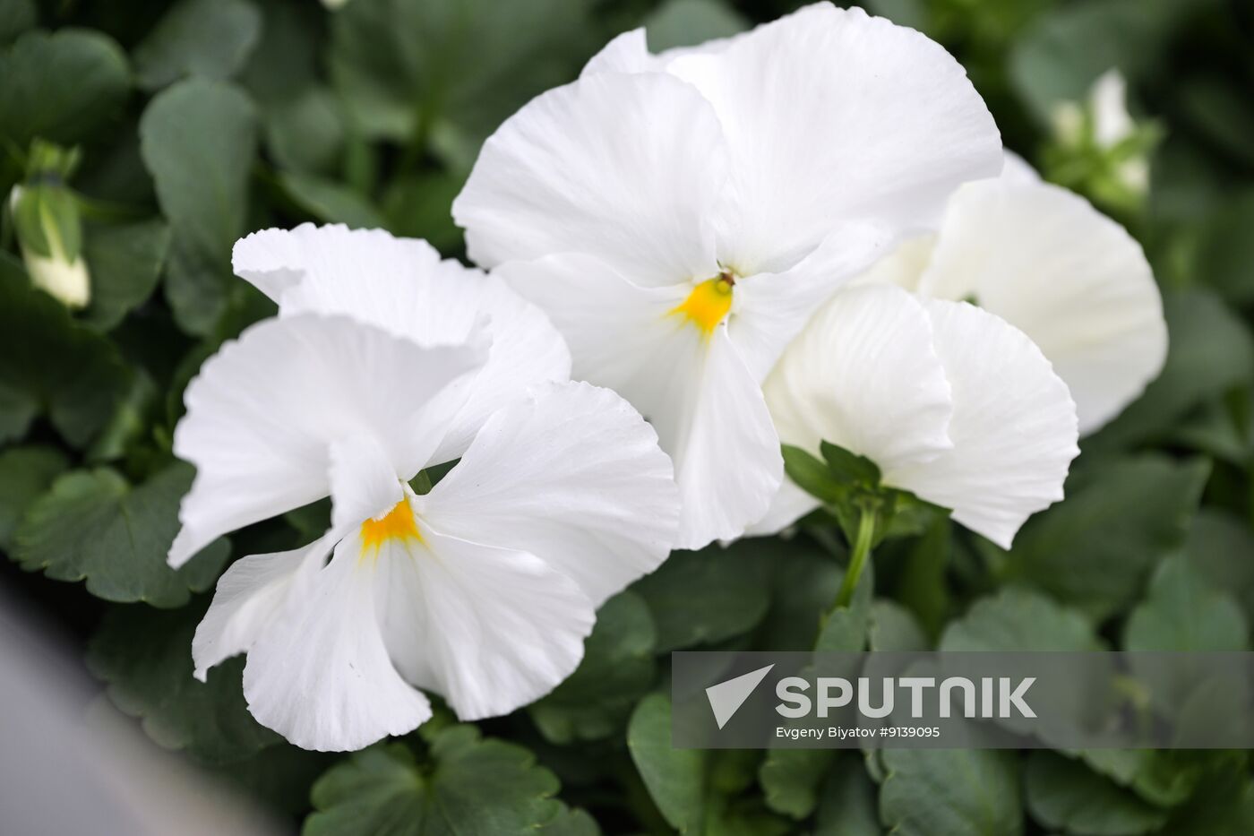 Russia Flower Growing