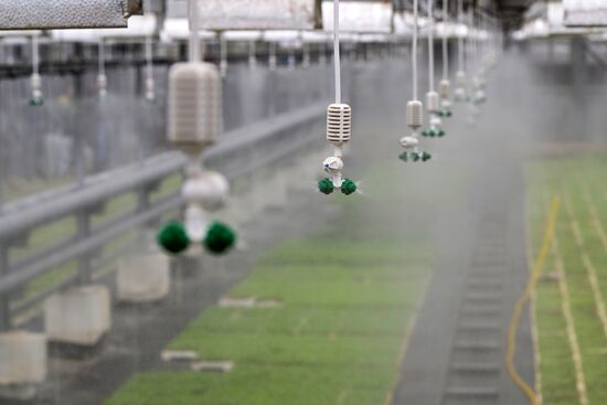 Russia Flower Growing