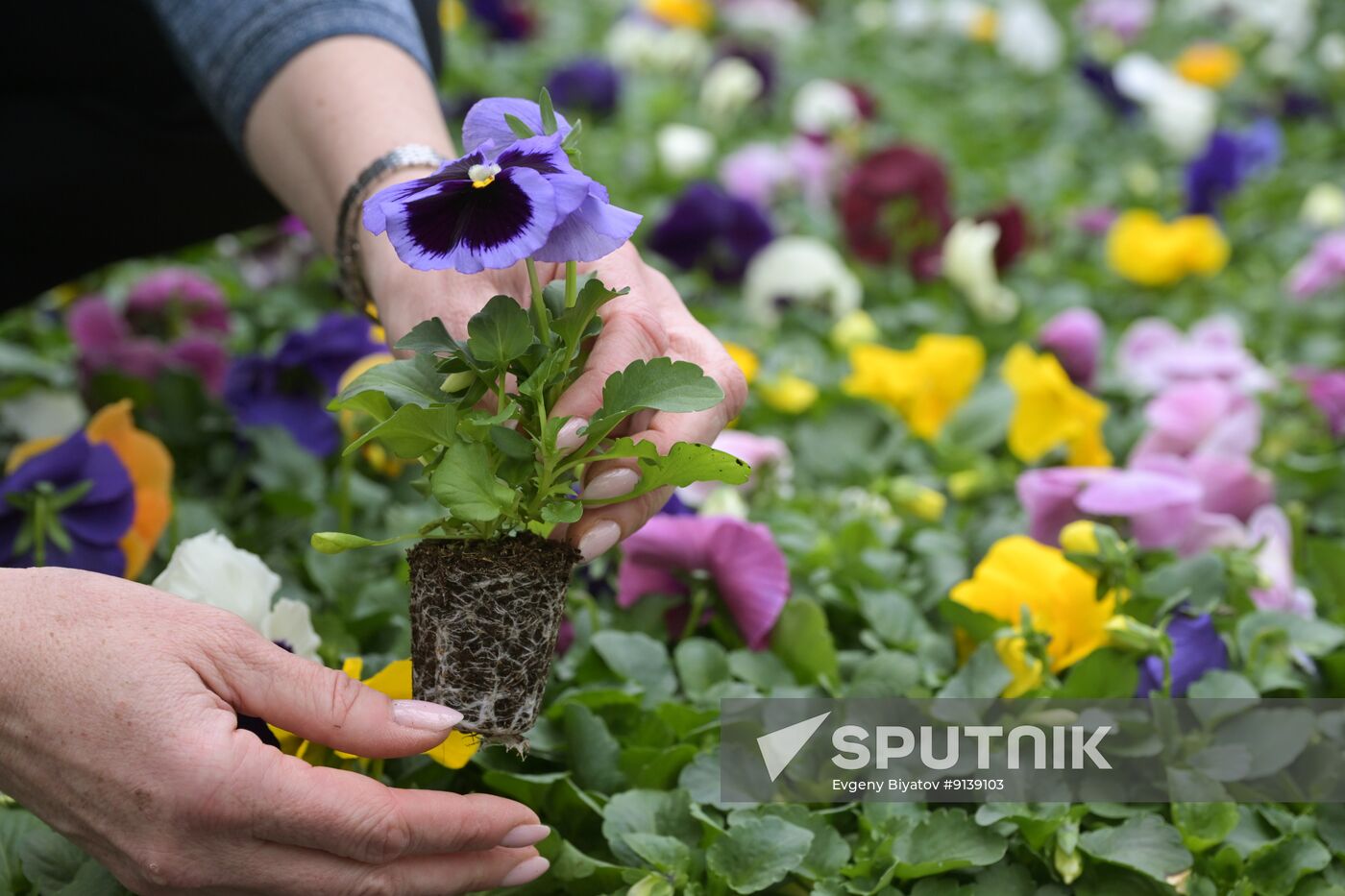 Russia Flower Growing