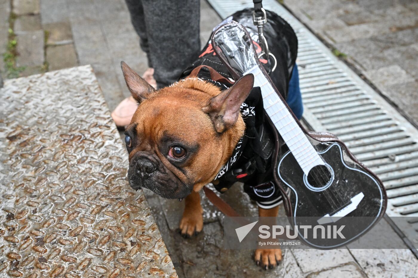 Russia French Bulldog Parade