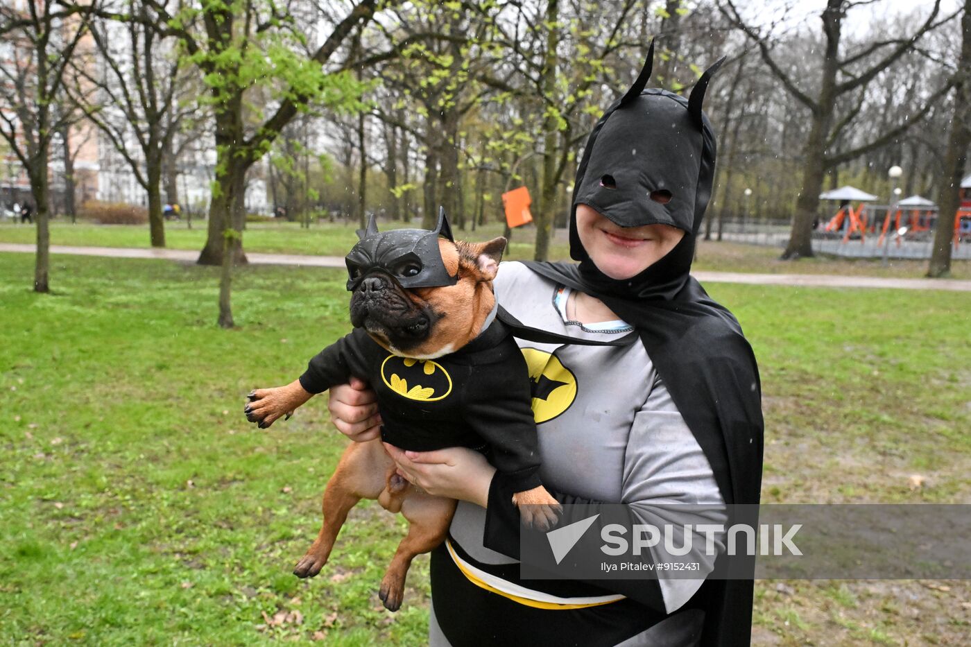 Russia French Bulldog Parade