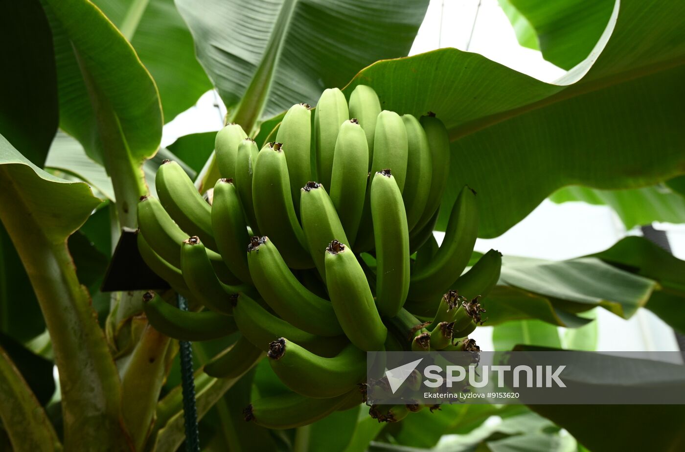 Russia Agriculture Exotic Fruits