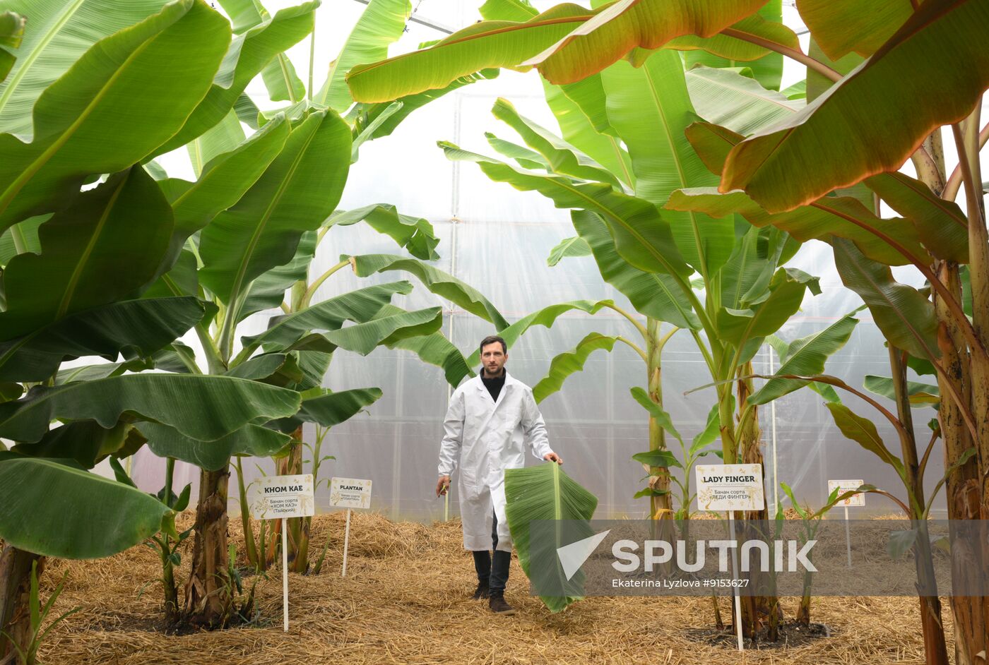 Russia Agriculture Exotic Fruits