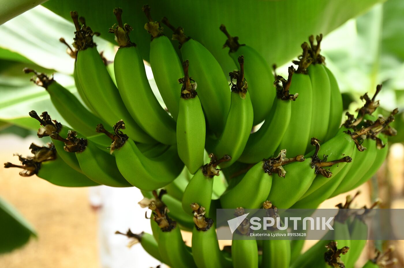 Russia Agriculture Exotic Fruits