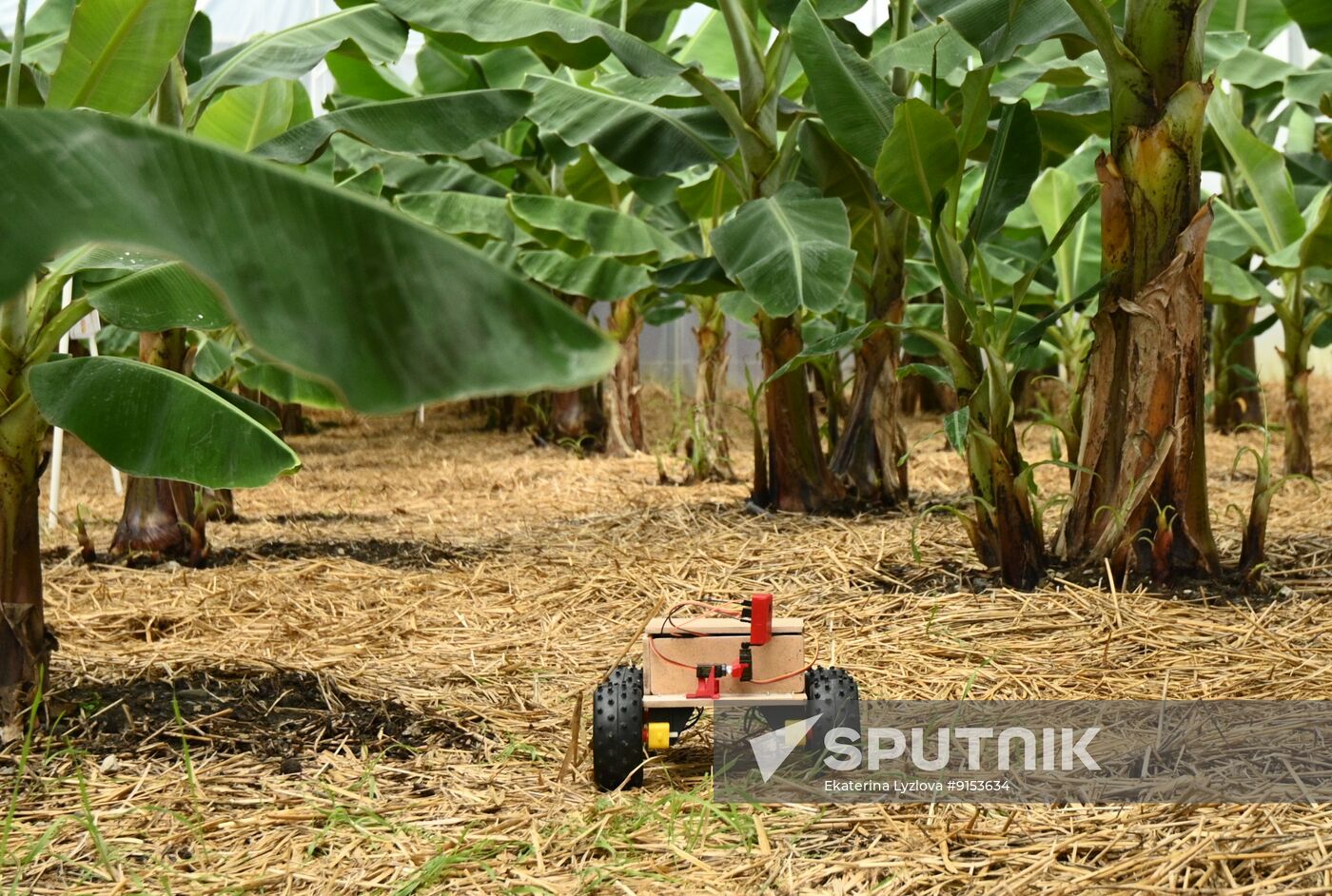 Russia Agriculture Exotic Fruits