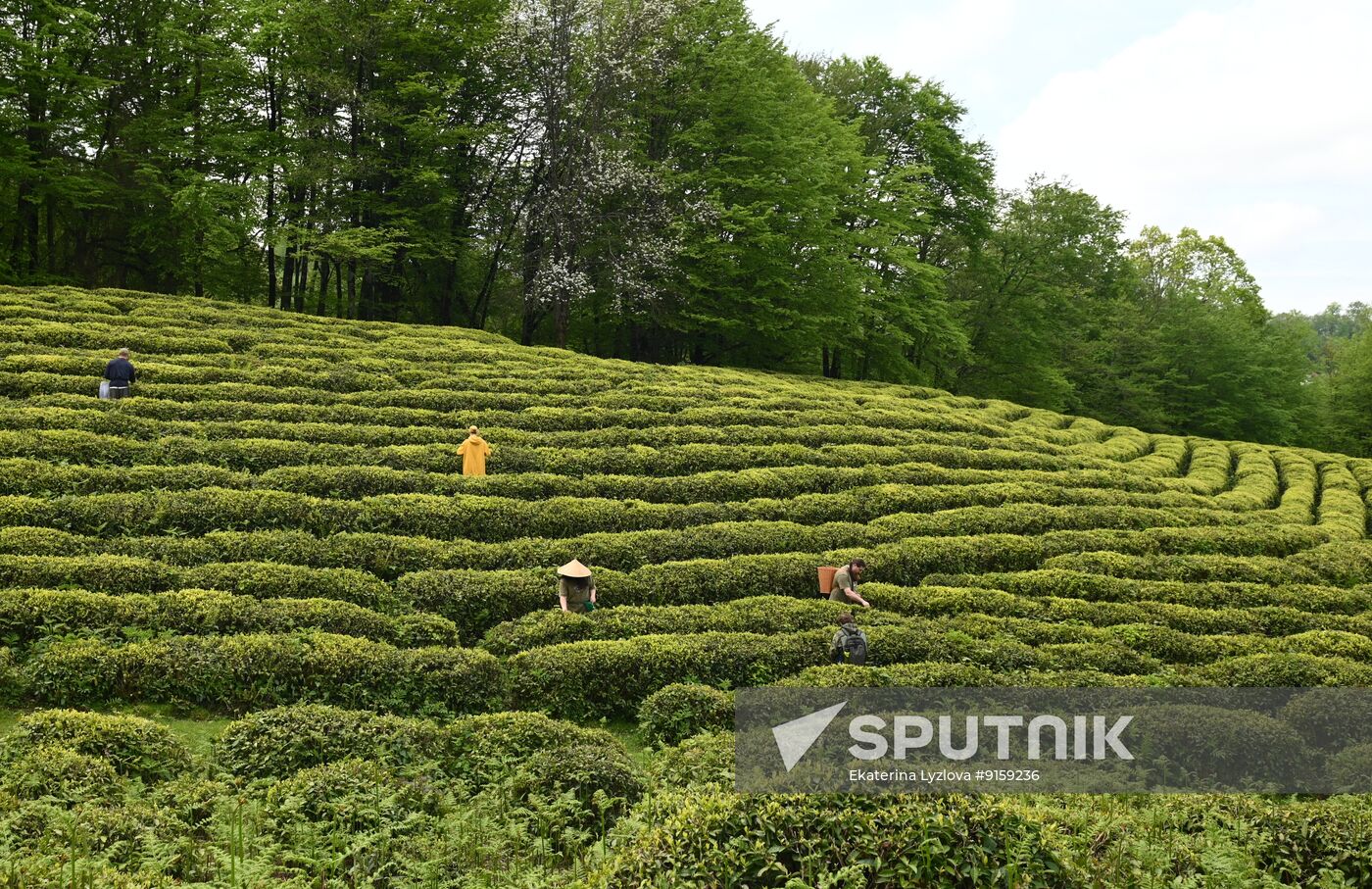 Russia Agriculture Tea Harvesting