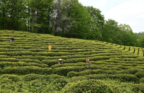 Russia Agriculture Tea Harvesting