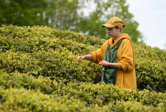 Russia Agriculture Tea Harvesting