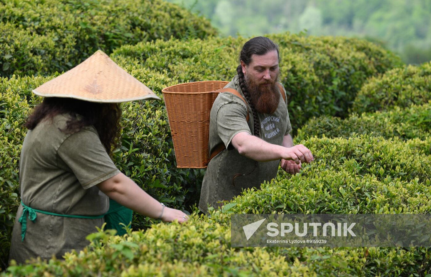 Russia Agriculture Tea Harvesting