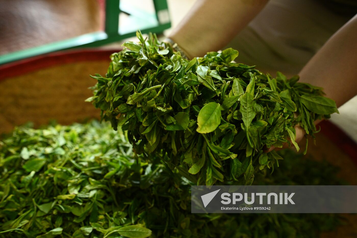 Russia Agriculture Tea Harvesting
