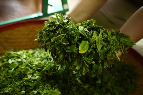 Russia Agriculture Tea Harvesting