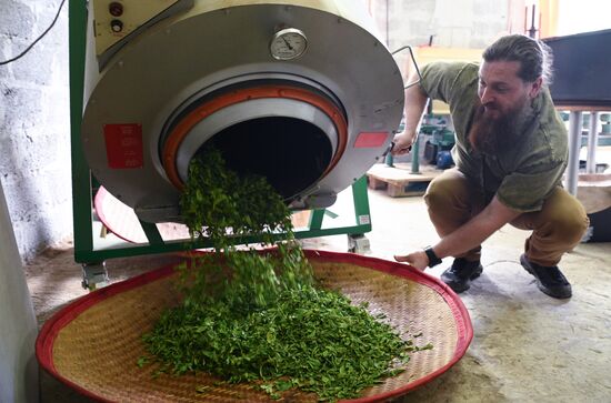 Russia Agriculture Tea Harvesting