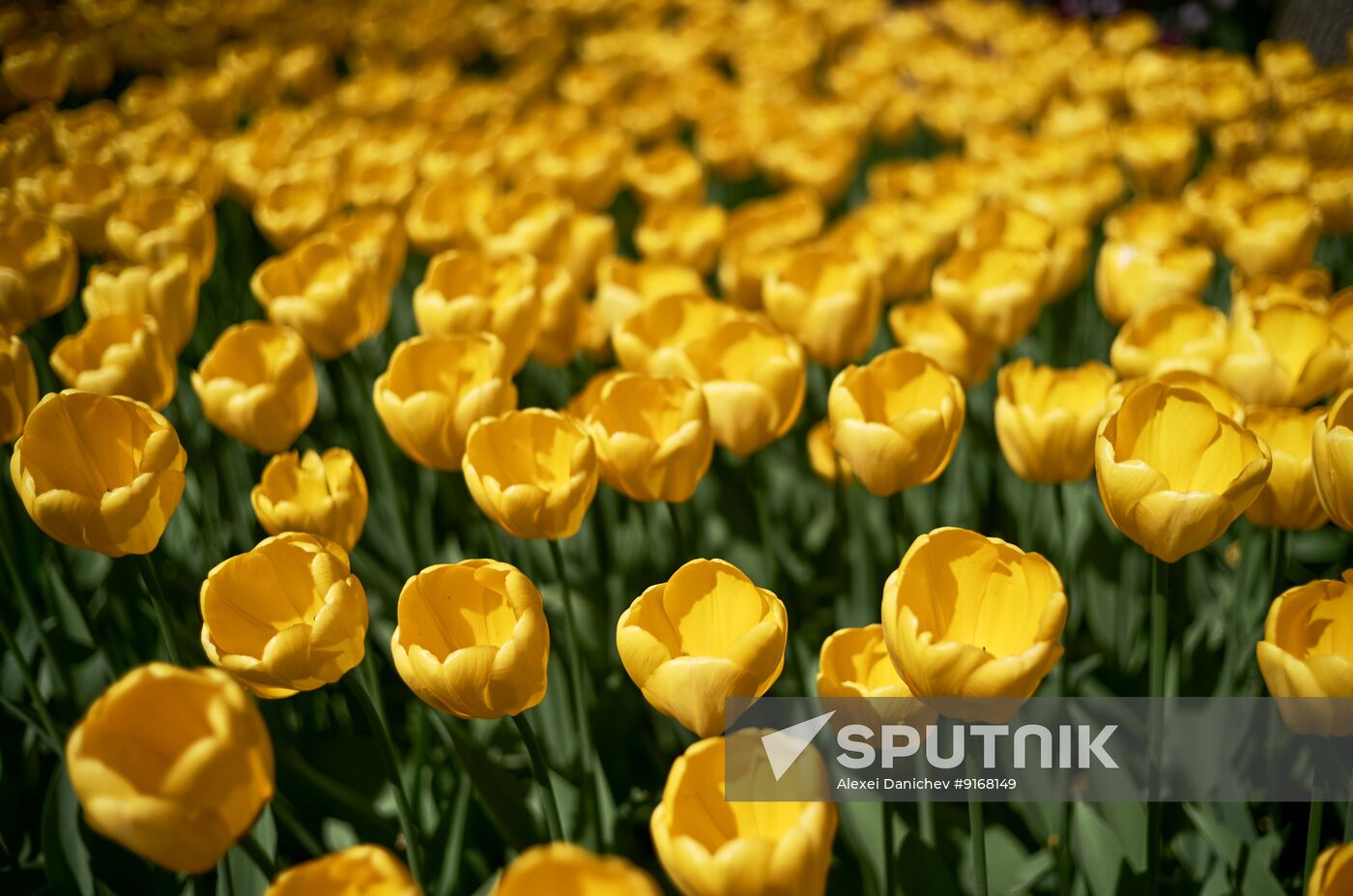Russia Environment Tulip Festival