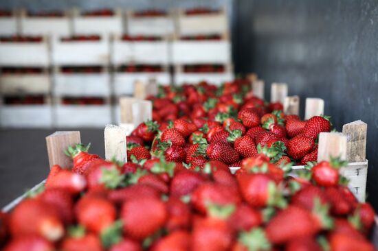 Russia Agriculture Strawberry Harvesting