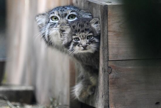 Russia Zoo