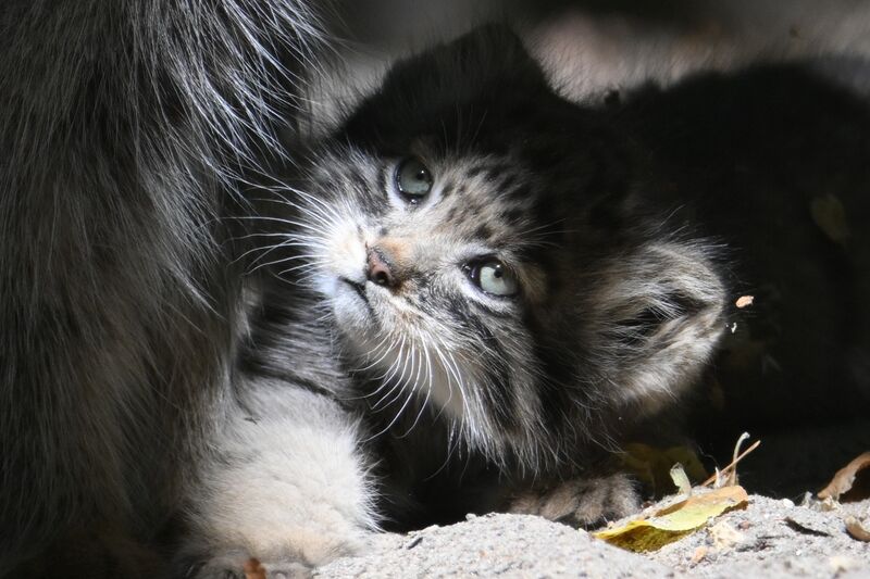 Baby animals in zoos