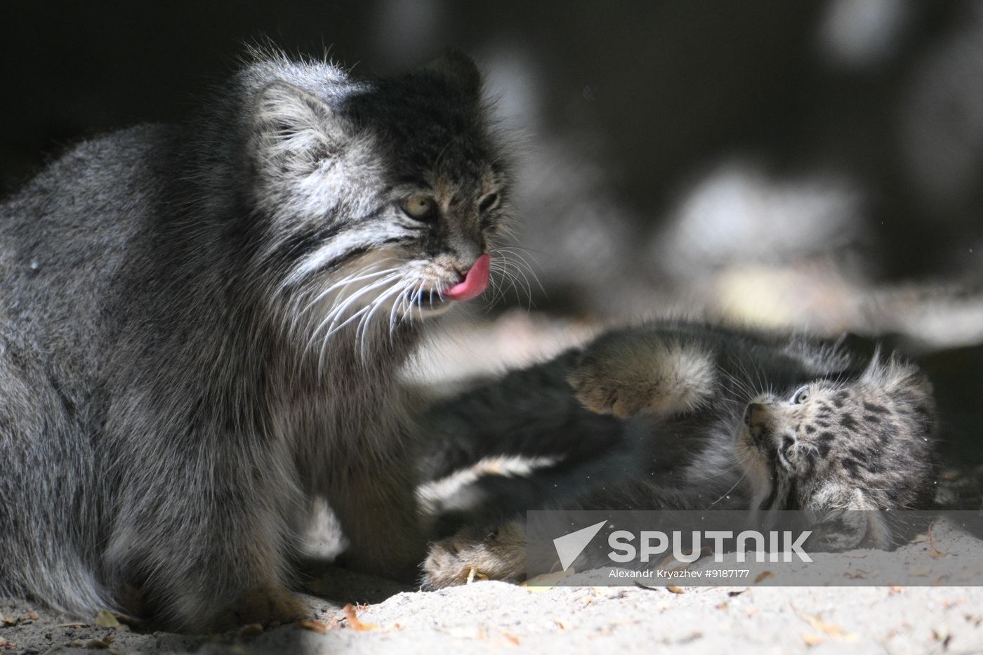 Russia Zoo