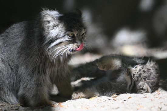 Russia Zoo