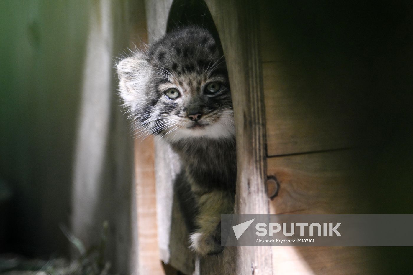 Russia Zoo