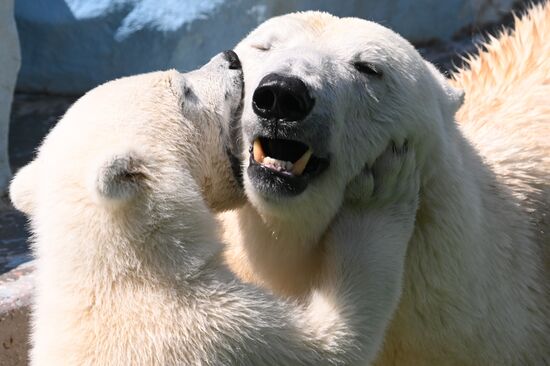 Russia Zoo