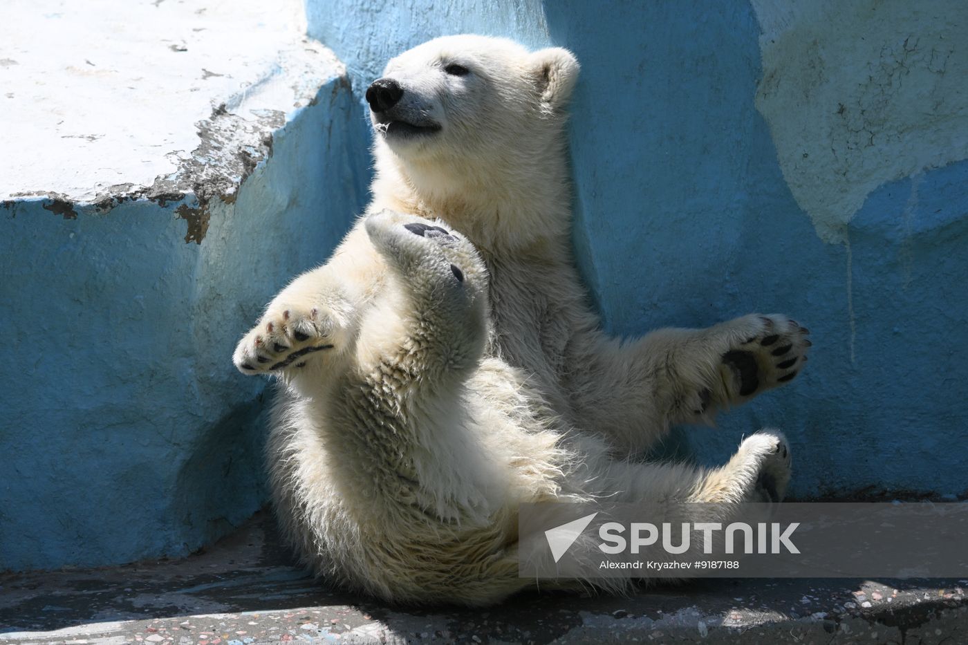 Russia Zoo