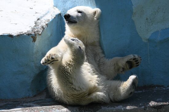Russia Zoo