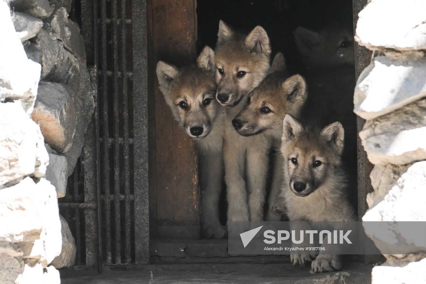 Russia Zoo