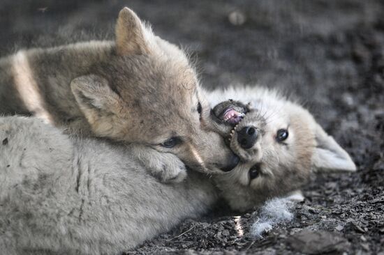 Russia Zoo