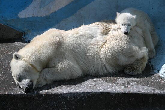 Russia Zoo