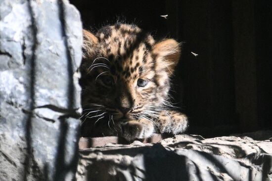 Russia Zoo