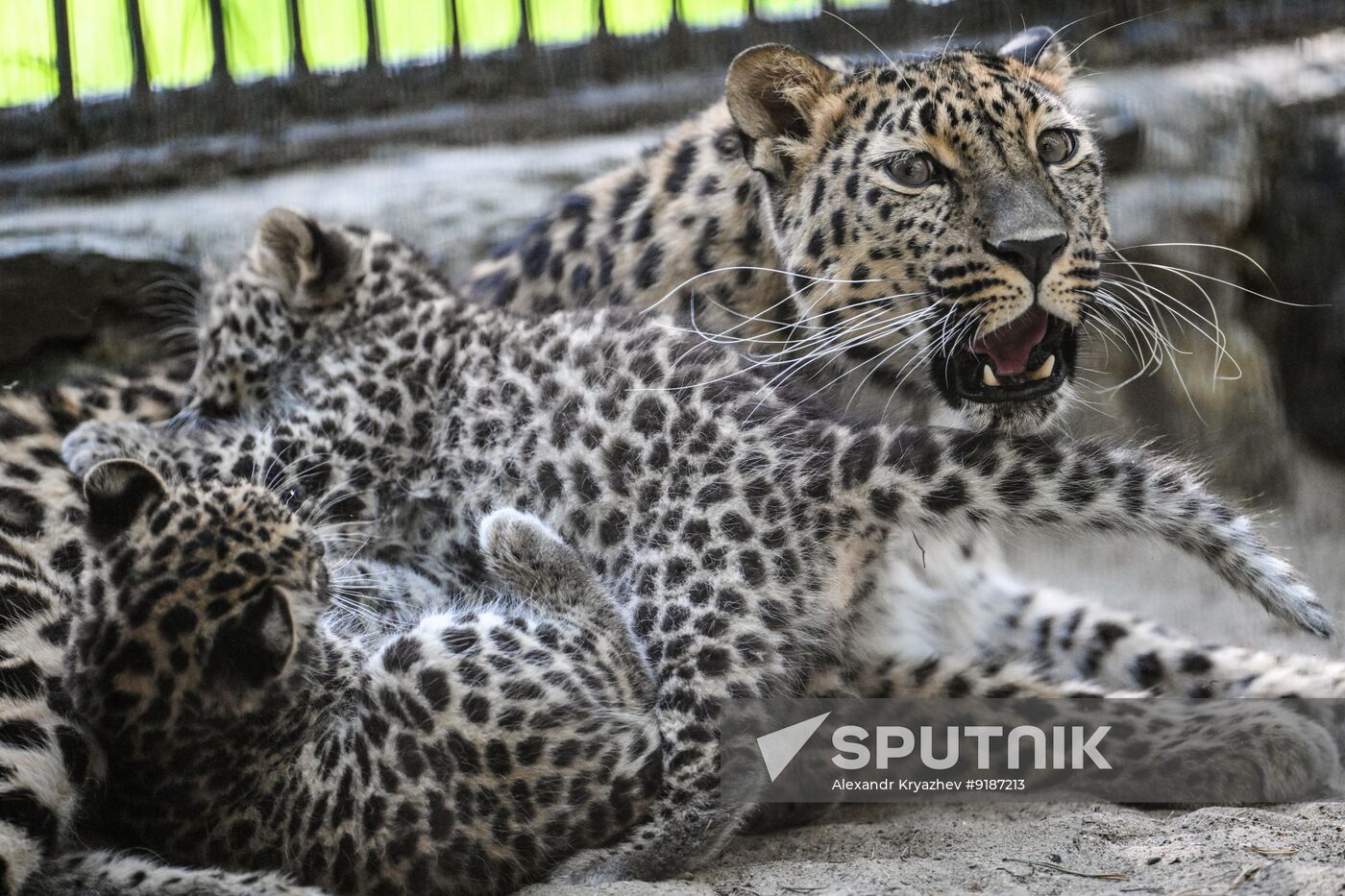 Russia Zoo
