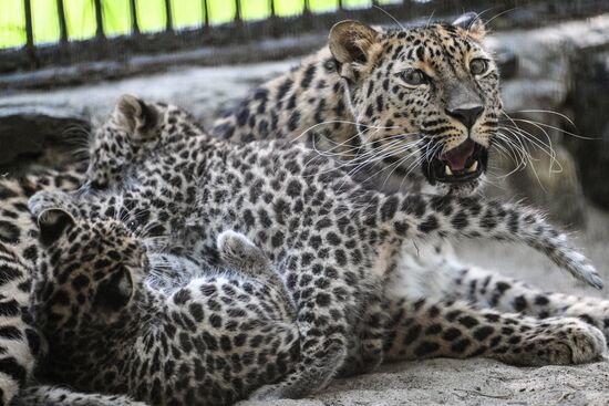 Russia Zoo
