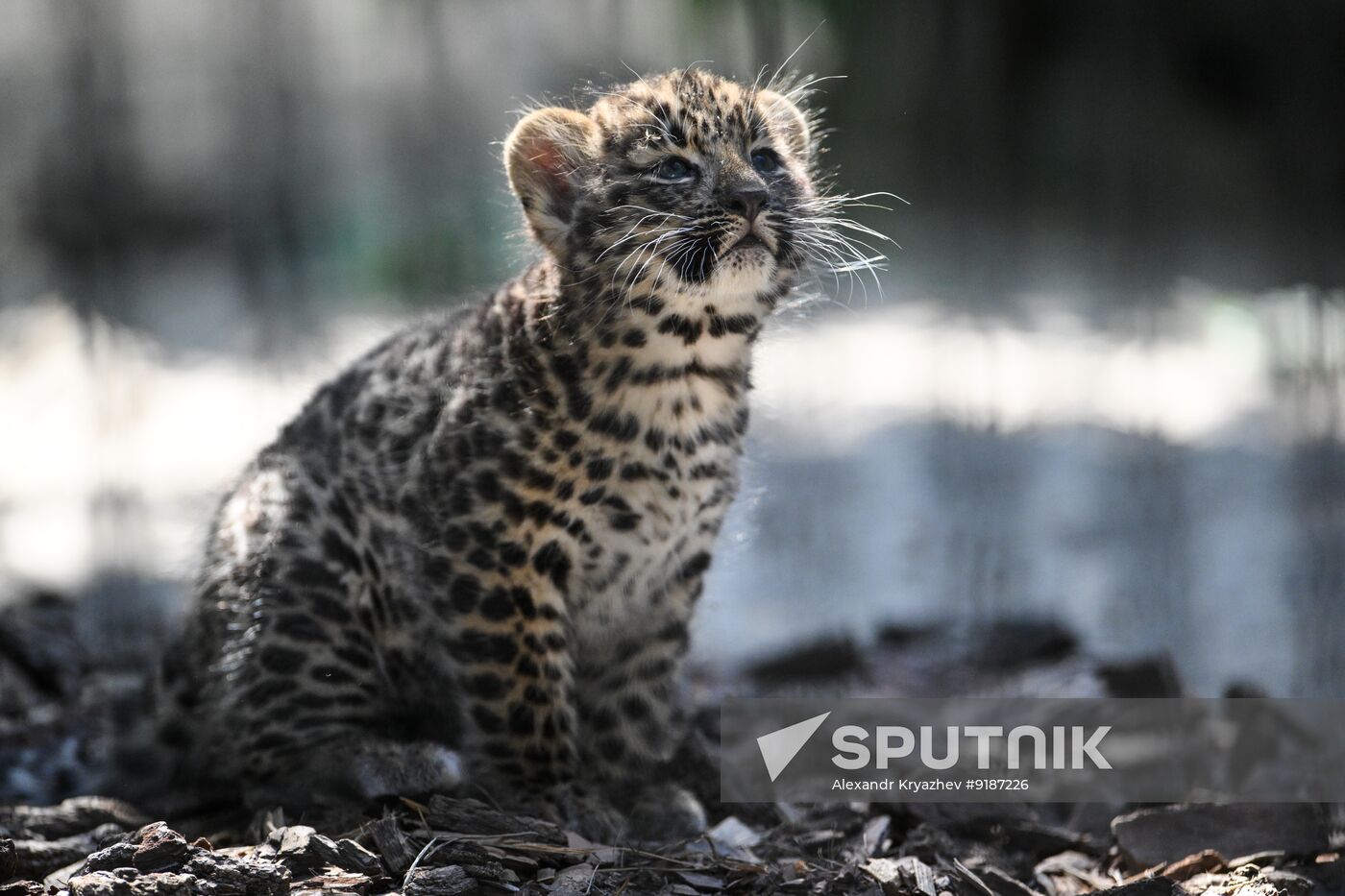 Russia Zoo