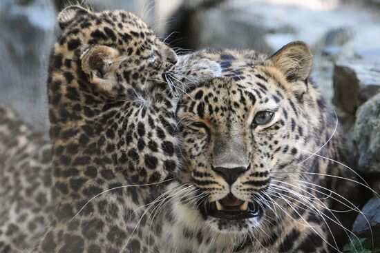 Russia Zoo