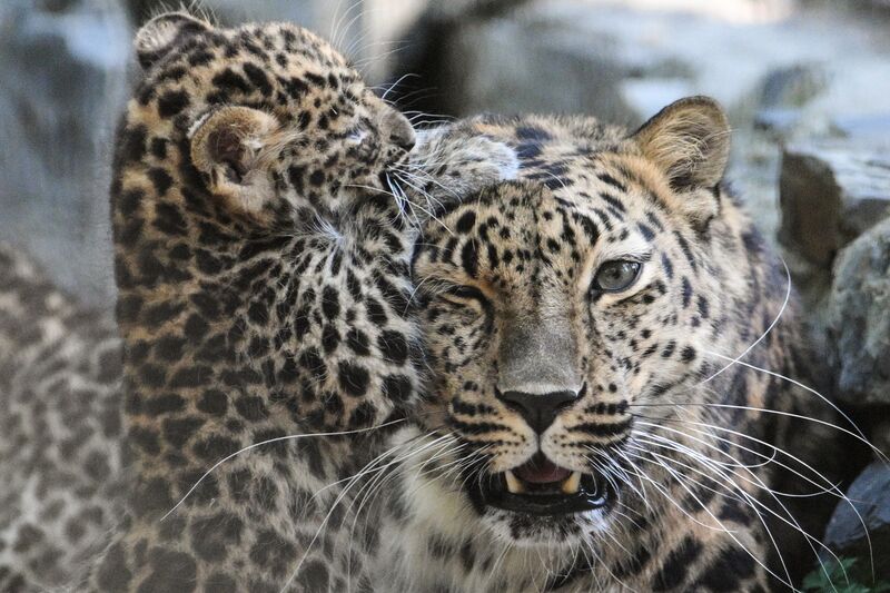 Russia Zoo